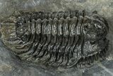 Rare Gondwanaspis Trilobite - Issoumour, Morocco #317770-1